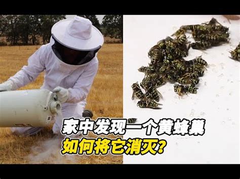 家裡有蜂窩怎麼辦|家裡有蜂窩，怎樣能自保？教你最快找到救兵！這樣做。